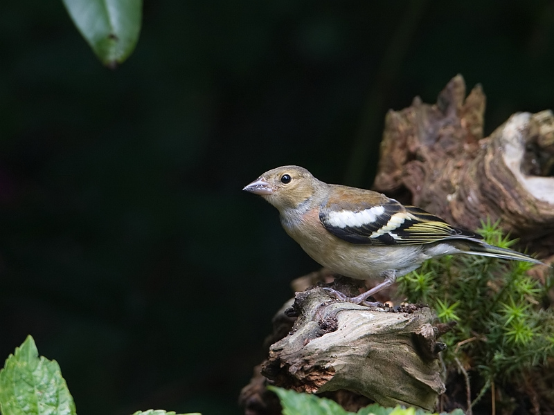 Fringilla coelebs Vink Chaffinch